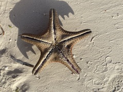 Protoreaster nodosus