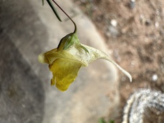 Nanorrhinum heterophyllum