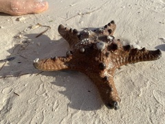 Protoreaster nodosus