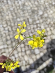 Diplotaxis catholica