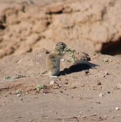Xerospermophilus tereticaudus