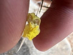 Nanorrhinum heterophyllum