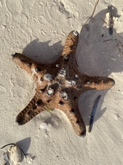 Protoreaster nodosus