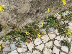 Diplotaxis catholica