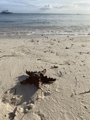 Protoreaster nodosus