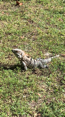 Ctenosaura similis