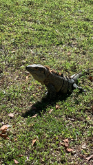Ctenosaura similis