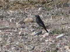 Phoenicurus ochruros