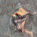 Kiener's Whelk - Photo (c) Lin Wermager, some rights reserved (CC BY-NC), uploaded by Lin Wermager