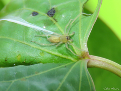 Cheiracanthium inclusum