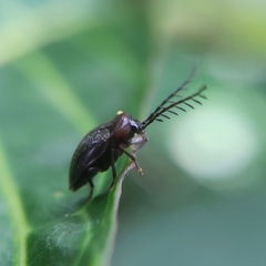 Ptilodactyla