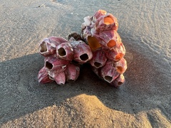 Megabalanus coccopoma