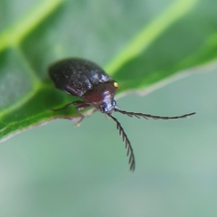 Ptilodactyla