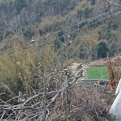 Pterorhinus albogularis