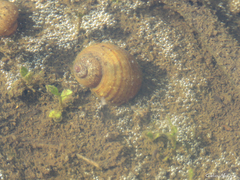 Pomacea canaliculata