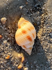 Cancellaria reticulata