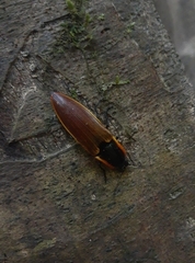 Semiotus luteipennis