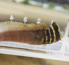 Asian Estuarine Blenny photo 5