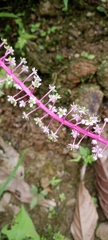 Phytolacca rivinoides