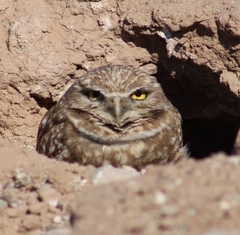 Athene cunicularia hypugaea
