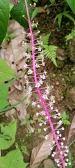 Phytolacca rivinoides