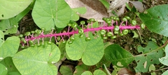 Phytolacca rivinoides