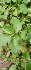 Phytolacca rivinoides