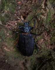 Acanthinodera cumingii