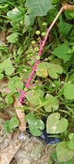 Phytolacca rivinoides