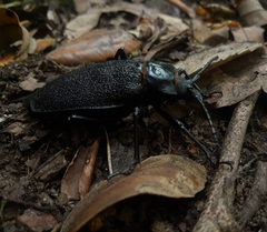 Acanthinodera cumingii
