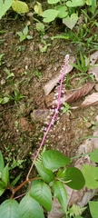 Phytolacca rivinoides