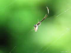 Argyrodes elevatus