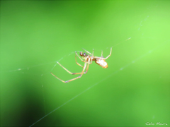 Argyrodes elevatus