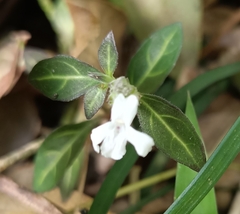 Lepidagathis stenophylla