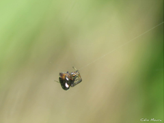 Argyrodes elevatus