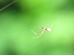 Argyrodes elevatus