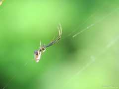 Argyrodes elevatus