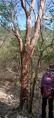 Commiphora harveyi