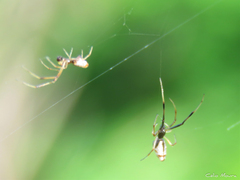 Argyrodes elevatus