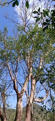 Commiphora harveyi