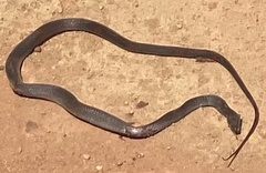 Oxyrhopus petolarius