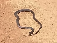 Oxyrhopus petolarius