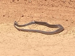 Oxyrhopus petolarius