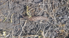 Limax maximus