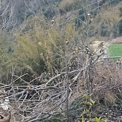 Pterorhinus albogularis