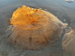 Rhopilema verrilli