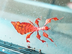 Pulchriphyllium bioculatum