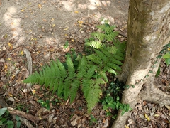 Microlepia speluncae