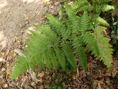 Microlepia speluncae