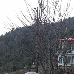 Pterorhinus albogularis